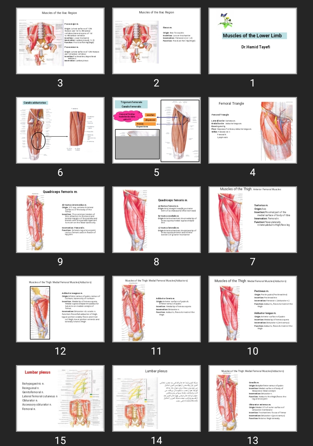 پاورپوینت Muscles of the Lower Limb