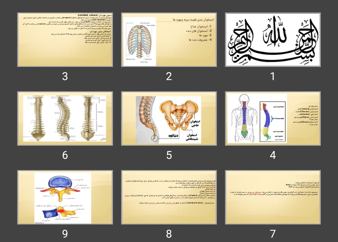 پاورپوینت آناتومی توراکس