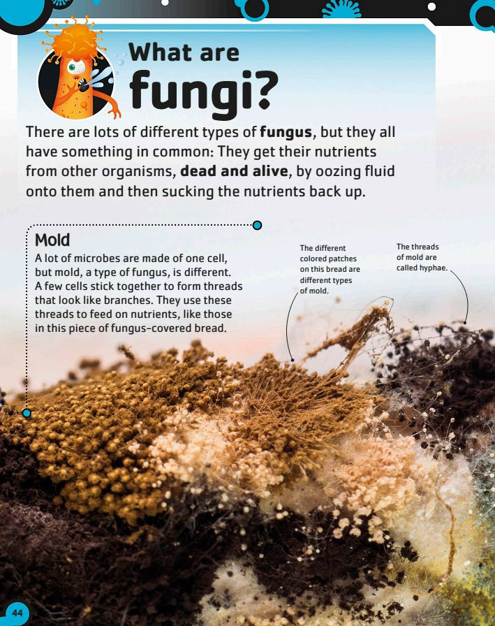 کتاب باکتری ها. جهان بزرگ میکروب های کوچک (زبان انگلیسی)