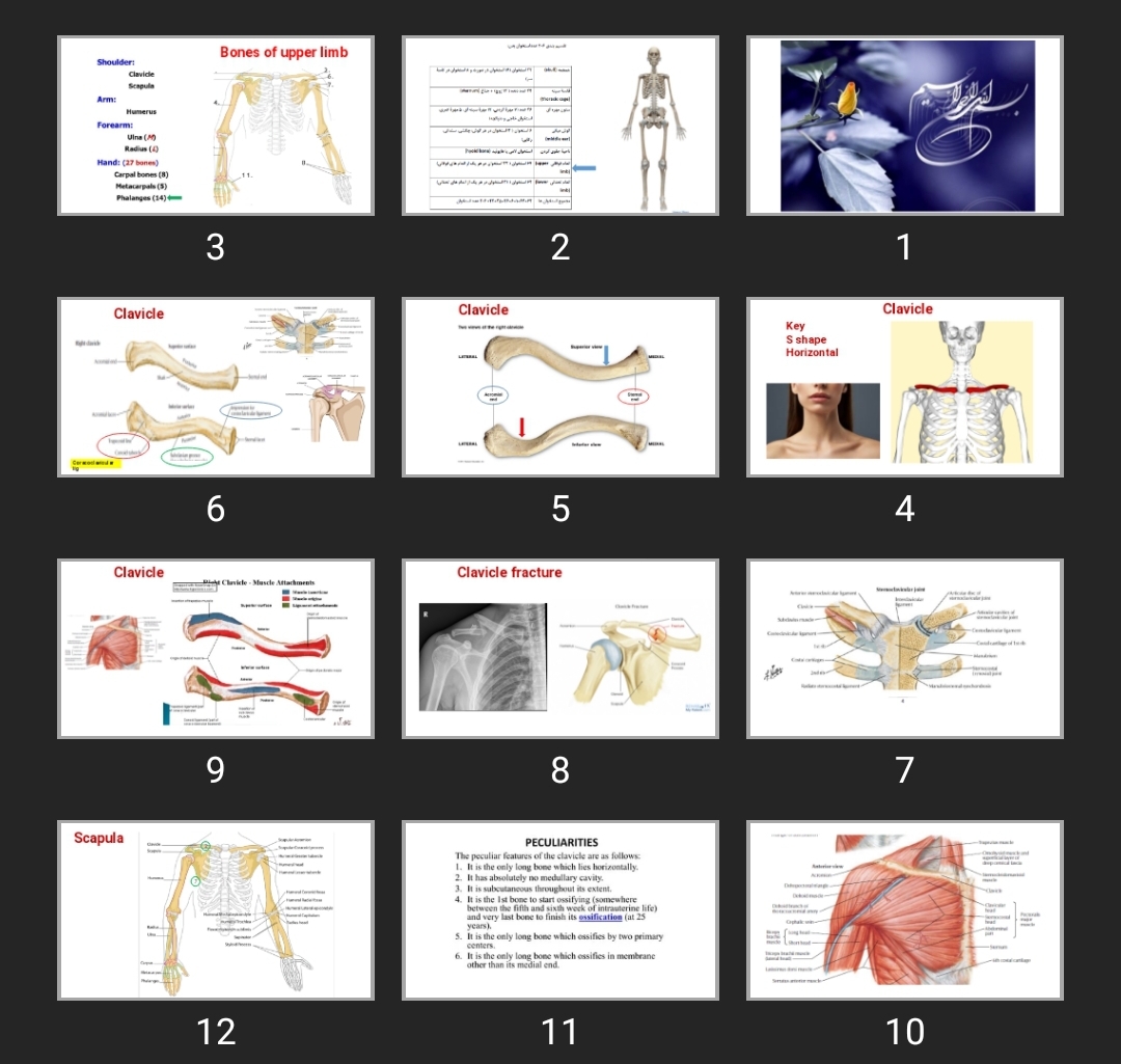 پاورپوینت Upper extrimity skeleton