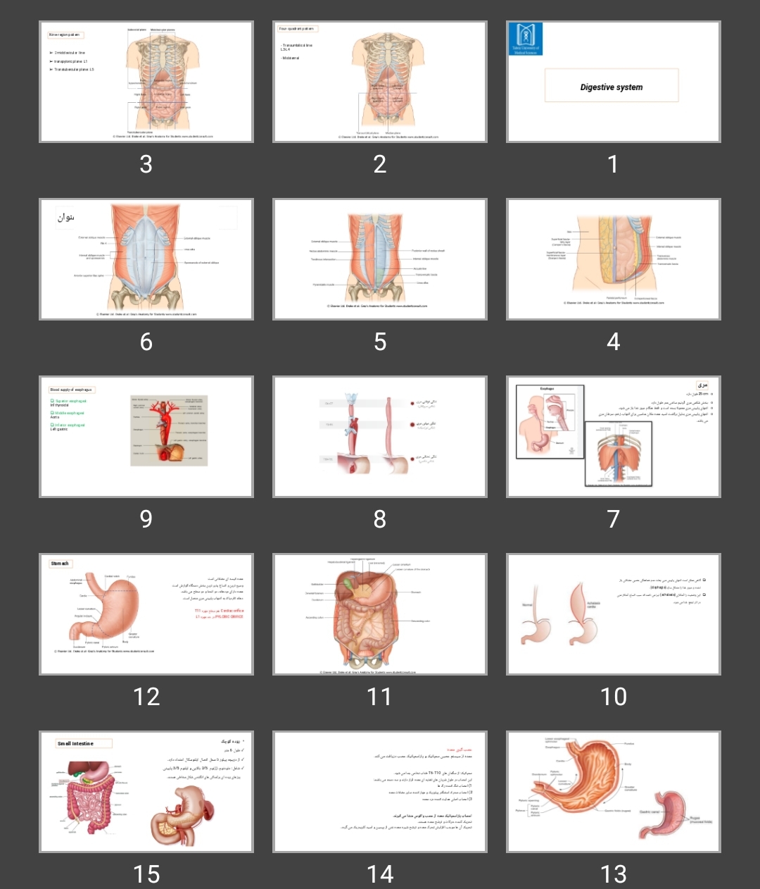 پاورپوینت Digestive system