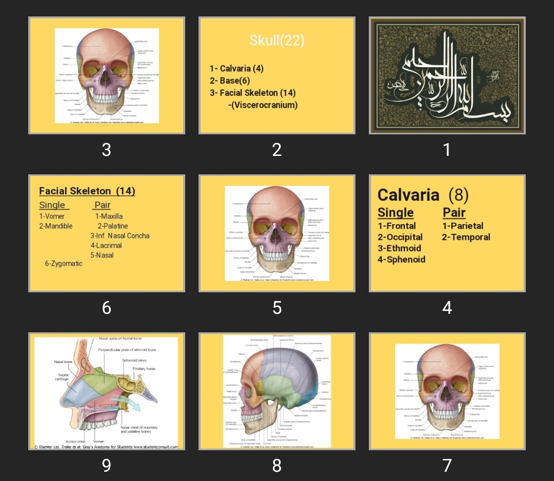 پاورپوینت Bonny Skull related to nose
