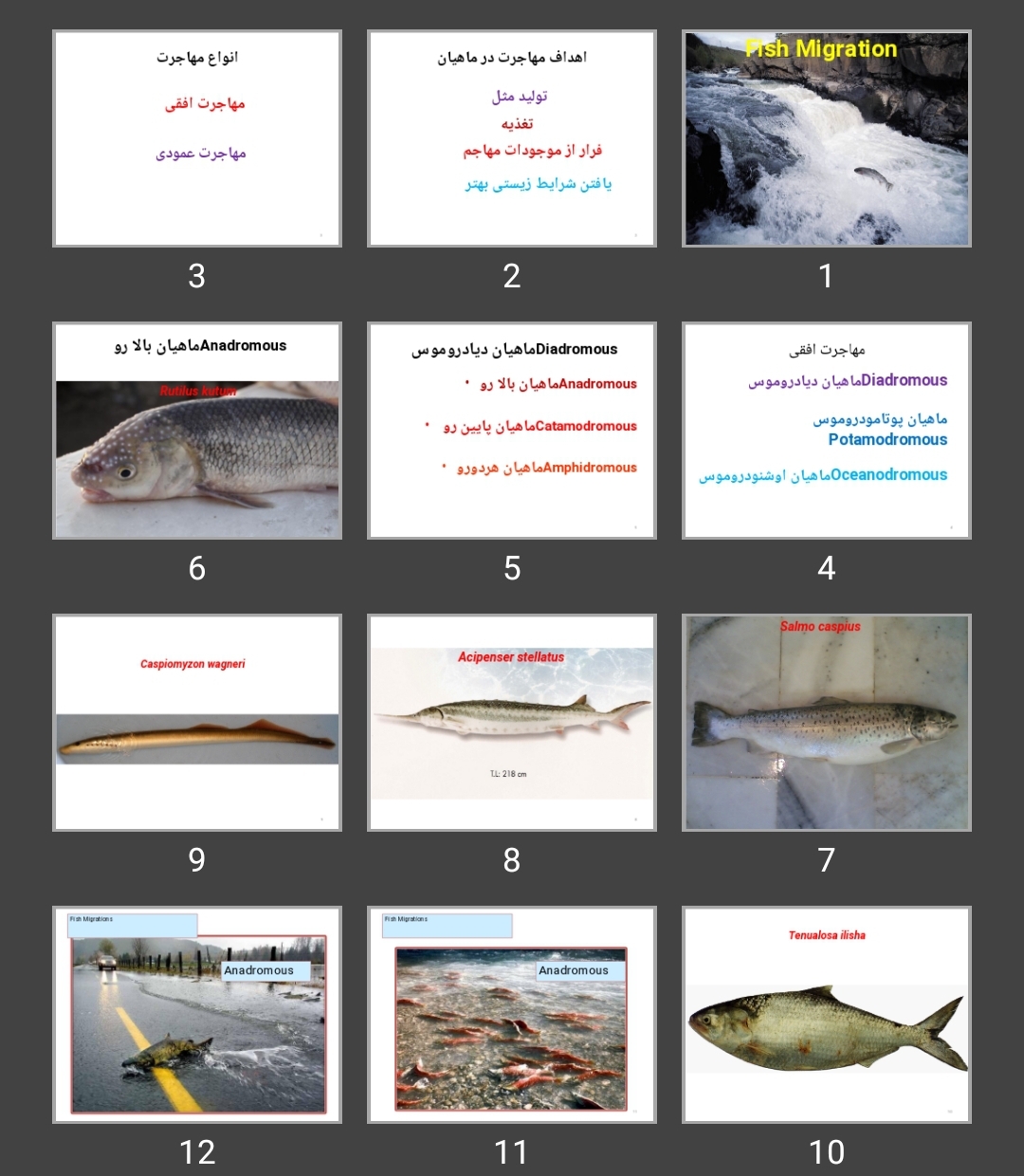 پاورپوینت مهاجرت در ماهیان