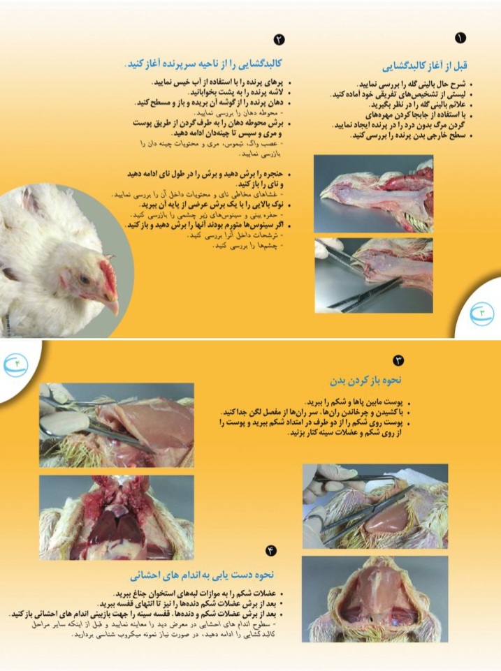 راهنمای کالبدگشایی جوجه گوشتی و مرغ تخم گذار - ۳۸ صفحه