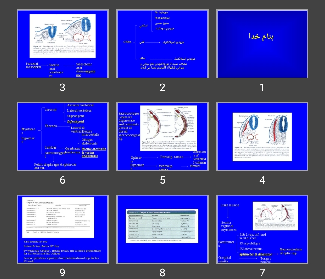 پاورپوینت muscular system