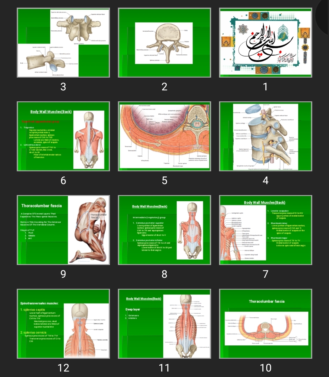 پاورپوینت Chest wall muscles - Diaphragm