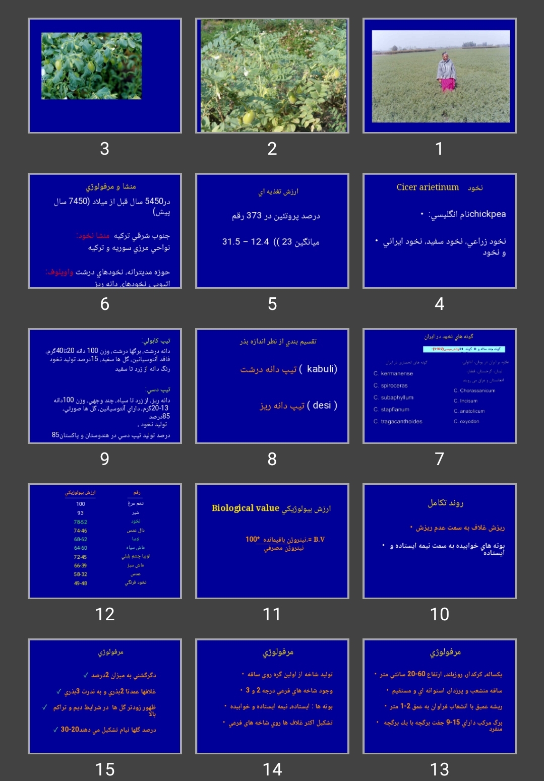 پاورپوینت نخود chickpea
