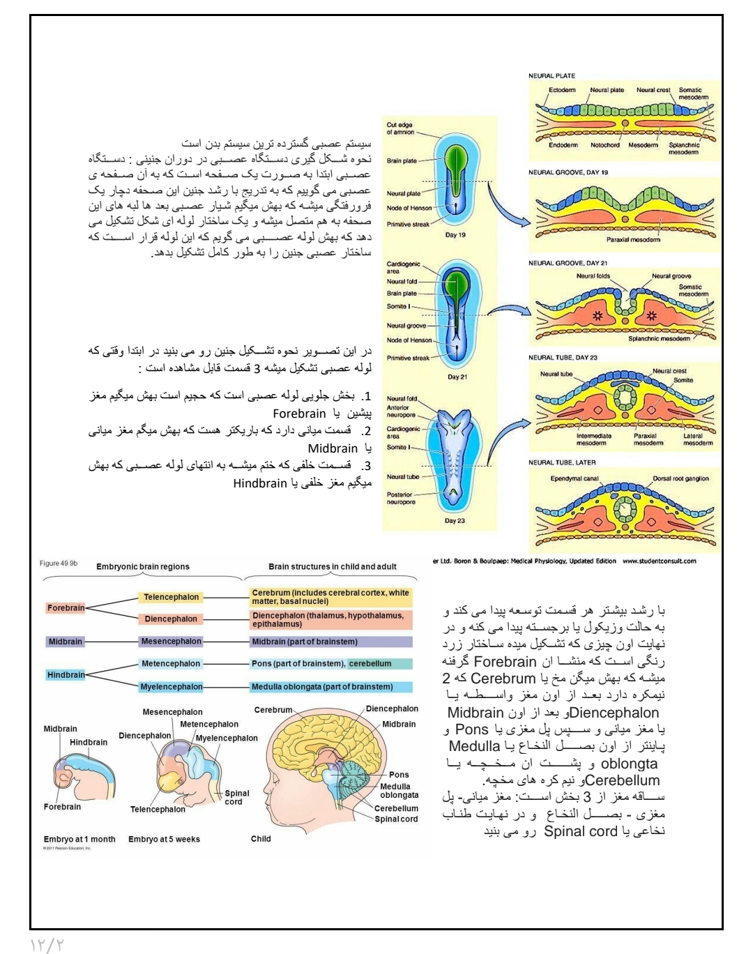جزوه آناتومی اعصاب