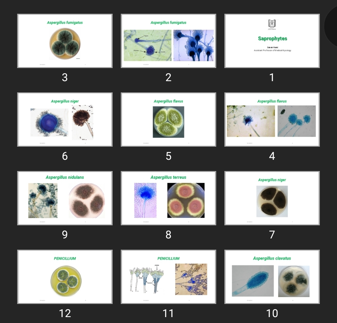پاورپوینت Saprophytes