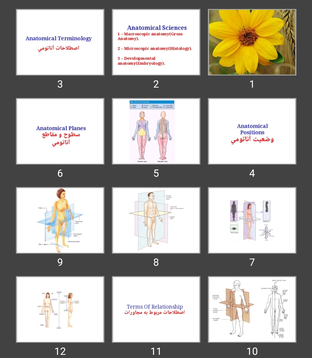 پاورپوینت Anatomical Terminology اصطلاحات آناتومی