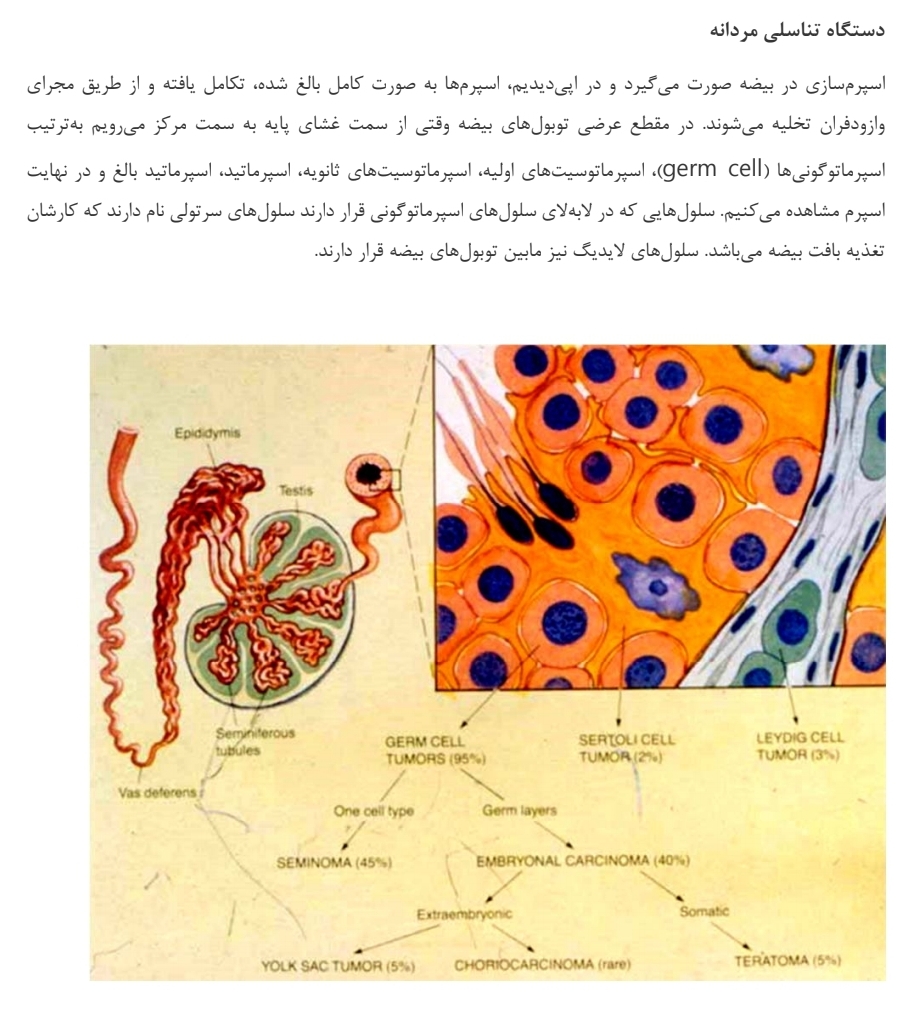 جزوه پاتولوژی پروستات و نئوپلاسم بیضه