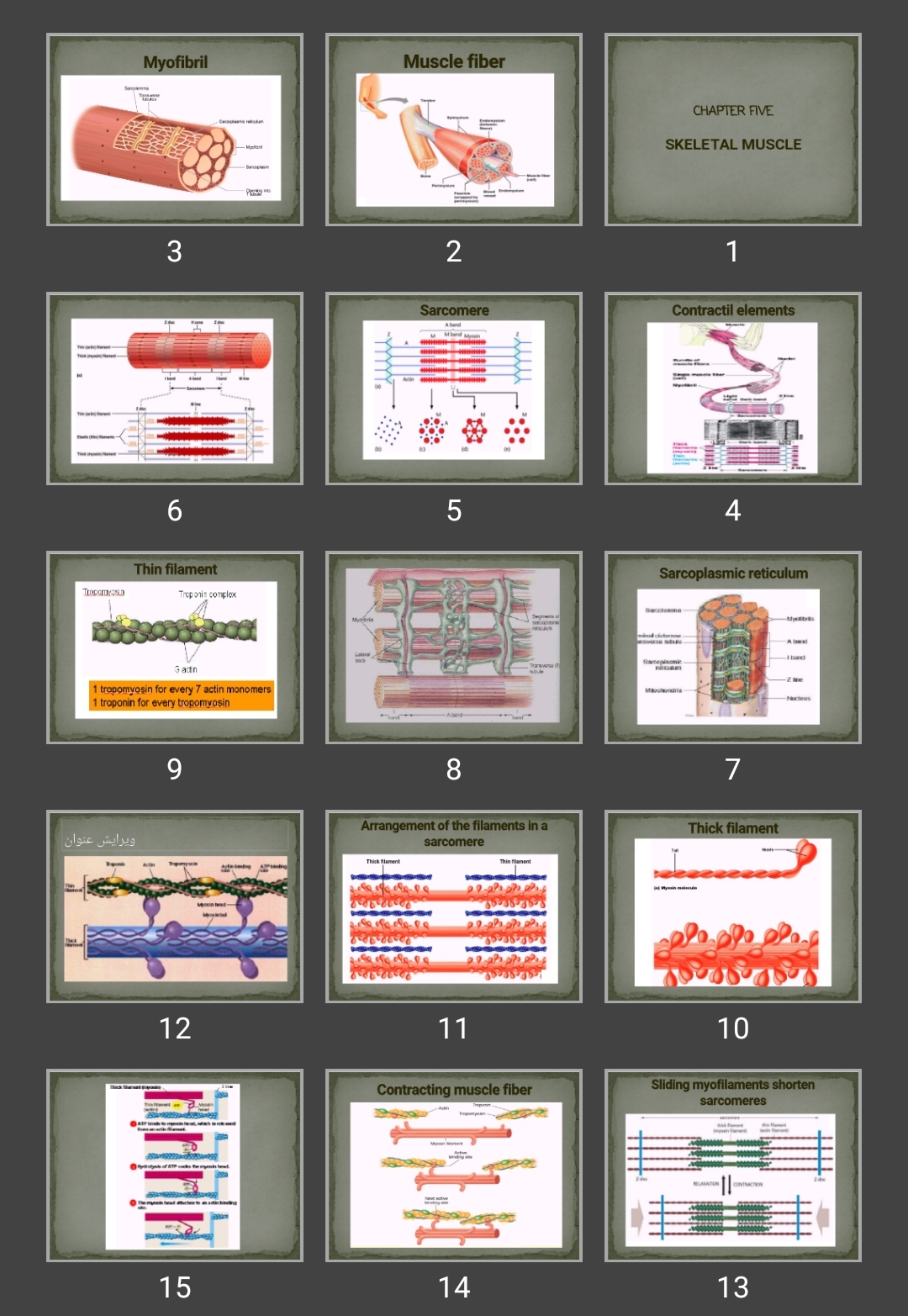 پاورپوینت SKELETAL MUSCLE