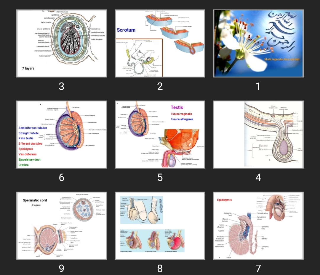 پاورپوینت Male reproductive system