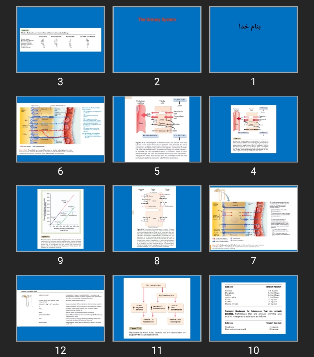 پاورپوینت The Urinary System