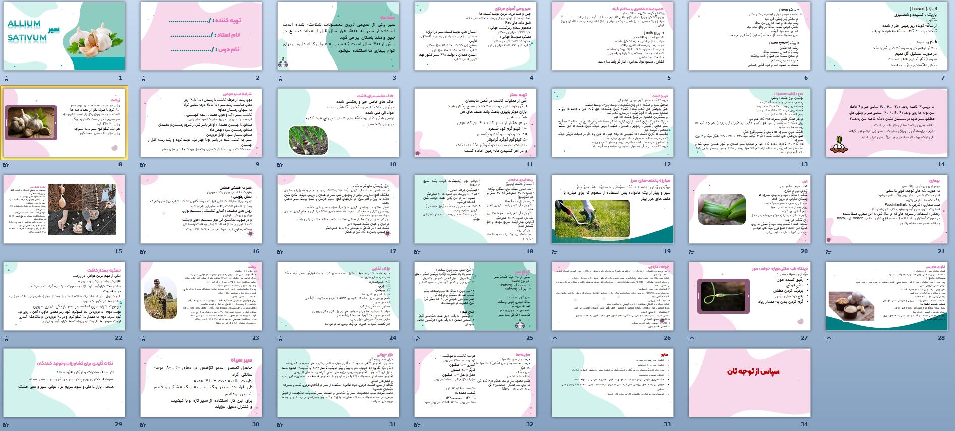 پاورپوینت آشنایی با گیاه سیر 34 اسلاید اتوماتیک با افکت