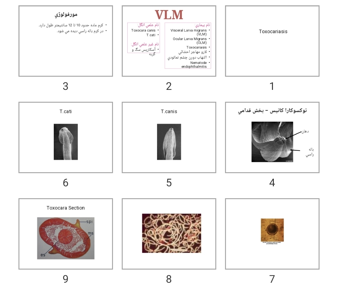 پاورپوینت Toxocariasis vlm