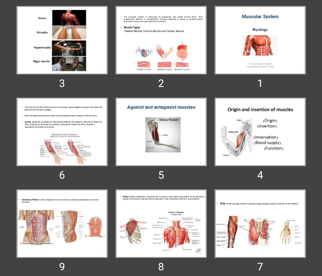پاورپوینت Muscular System