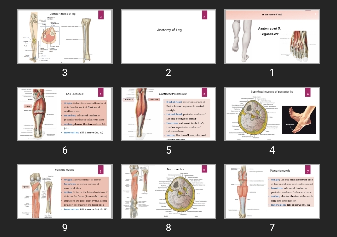 پاورپوینت Lower limb anatomy Leg & foot