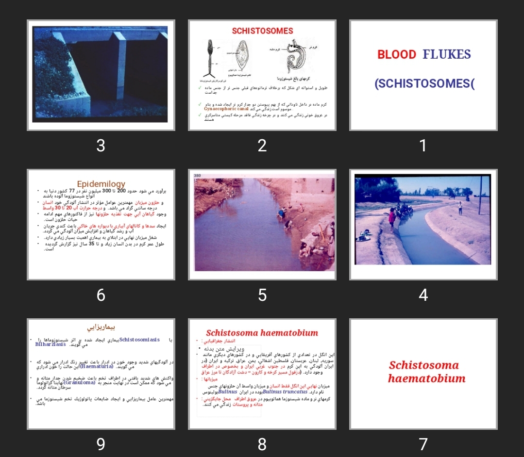 پاورپوینت BLOOD FLUKES (SCHISTOSOMES)