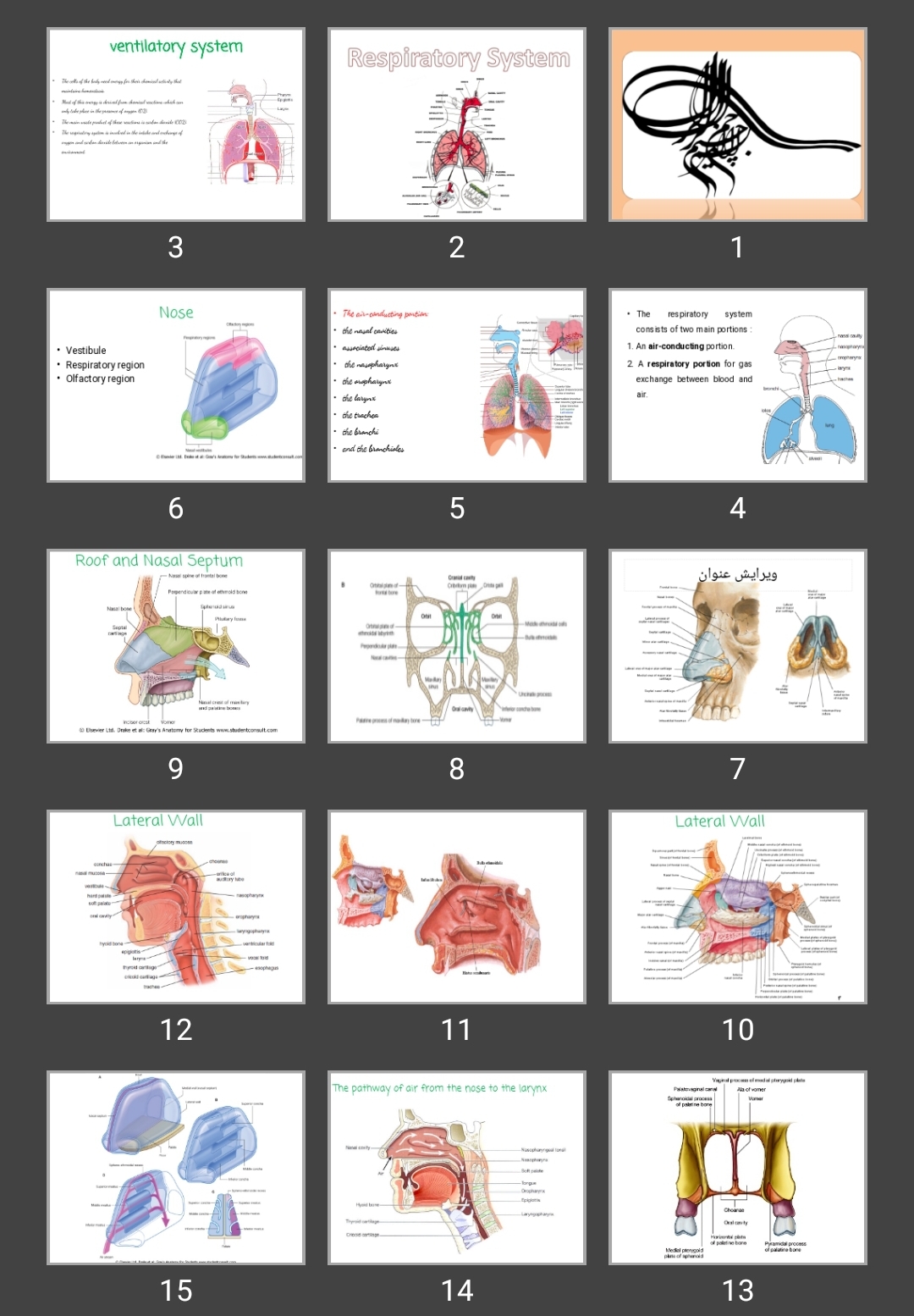 پاورپوینت Respiratory System