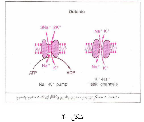 خلاصه فیزیولوژی عمومی (مهندسی پزشکی) PDF