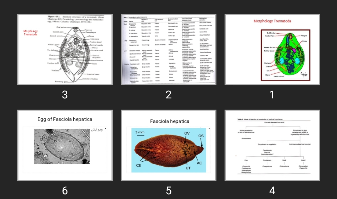 پاورپوینت Trematoda