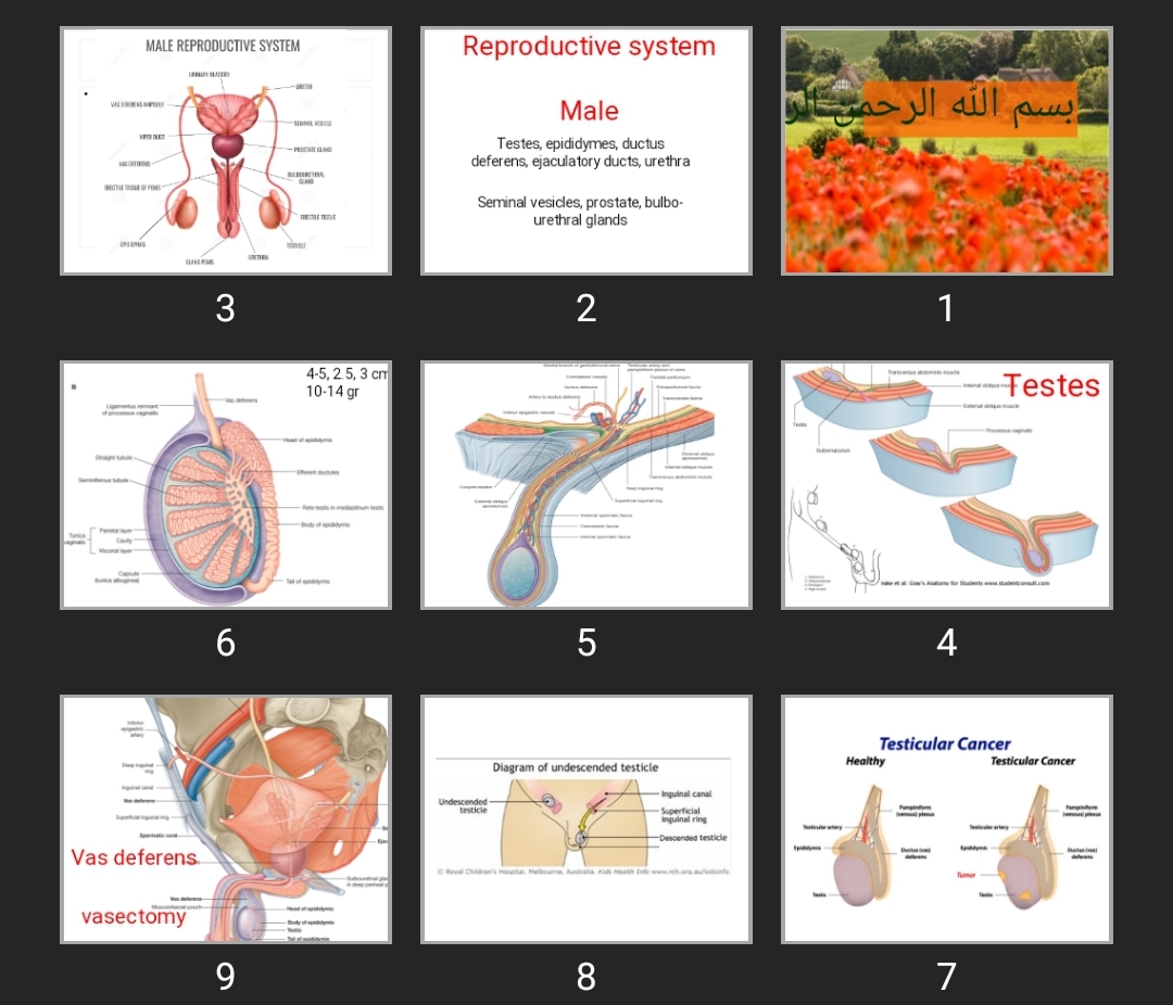 پاورپوینت Reproductive system Male