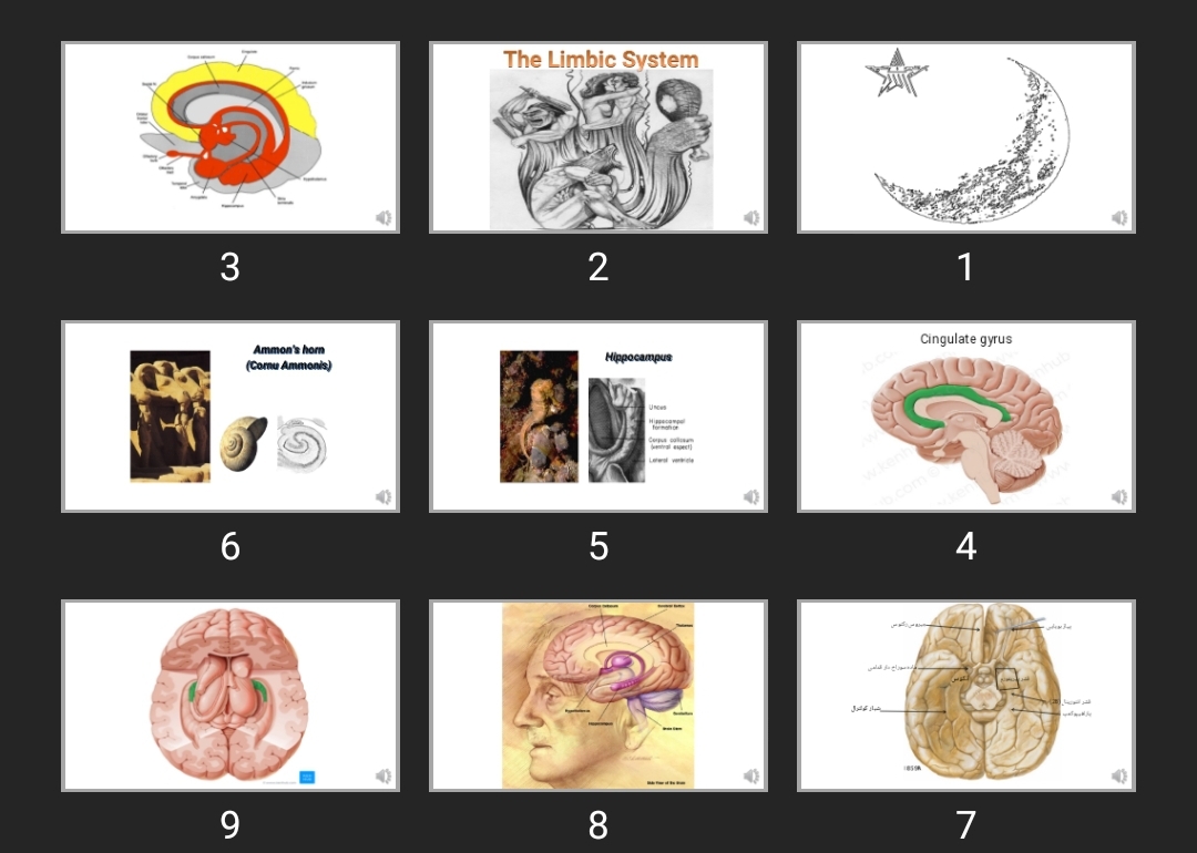 پاورپوینت آناتومی لیمبیک The Limbic System