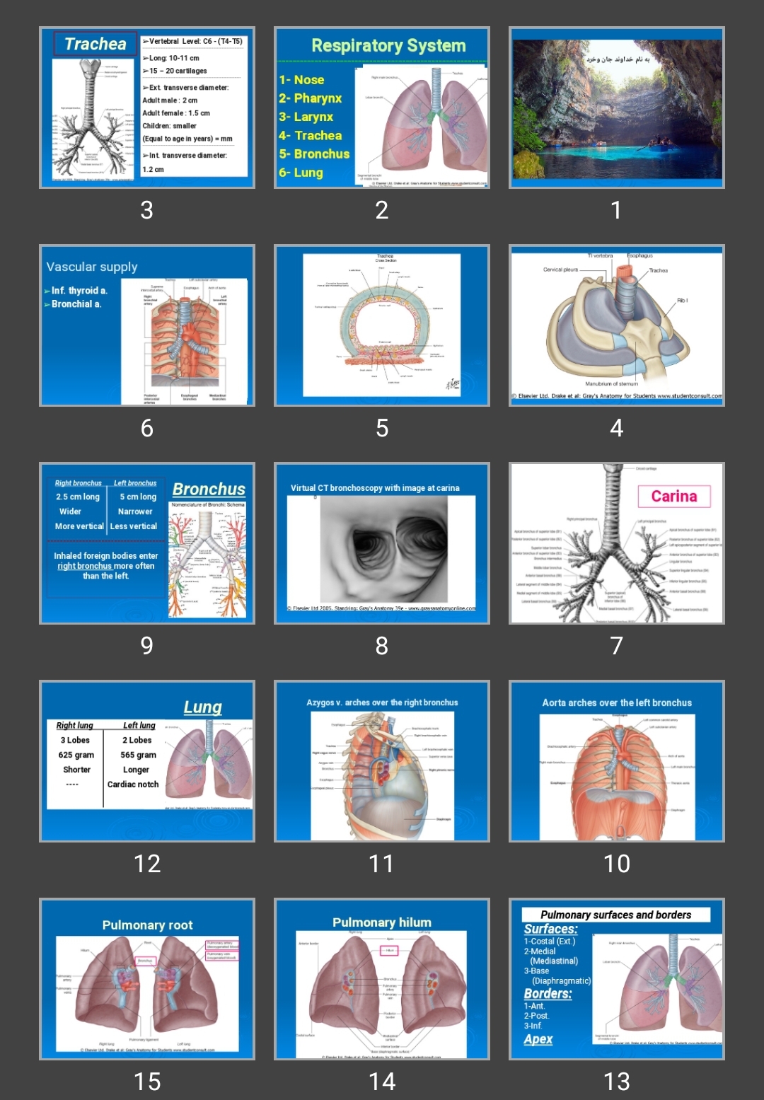 پاورپوینت Respiratory System