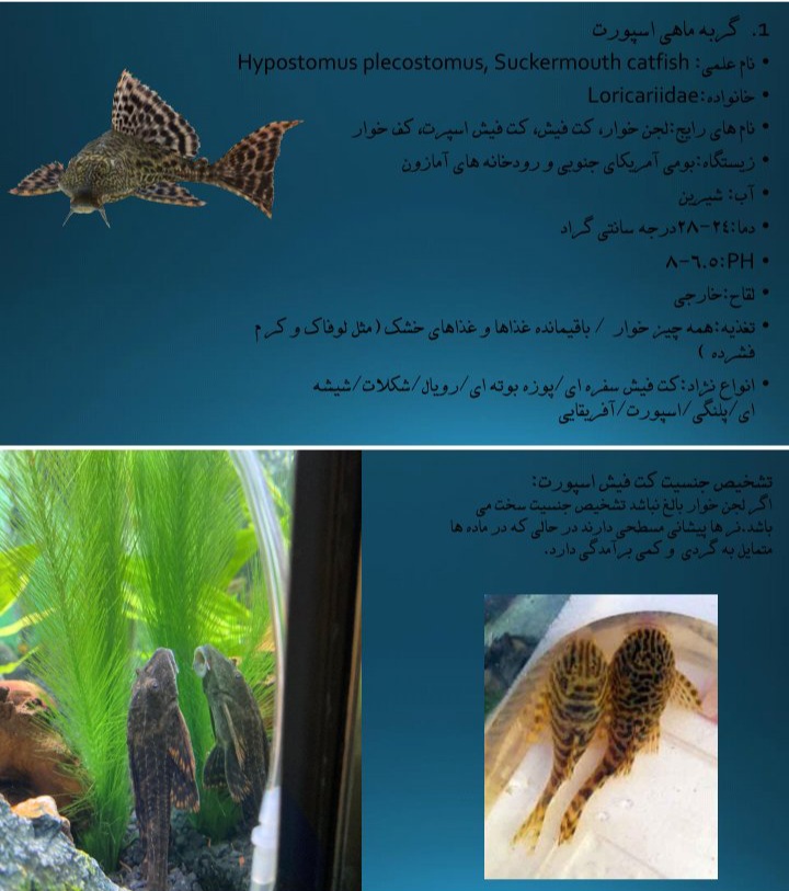 تکثیر و پرورش ماهیان زینتی - ۱۸ صفحه