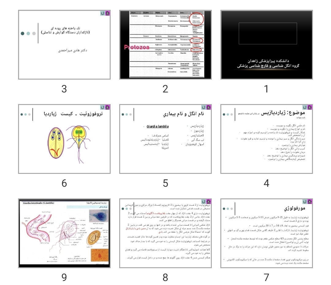 پاورپوینت تک ياخته های روده ای (تاژکداران دستگاه گوارش و تناسلی)