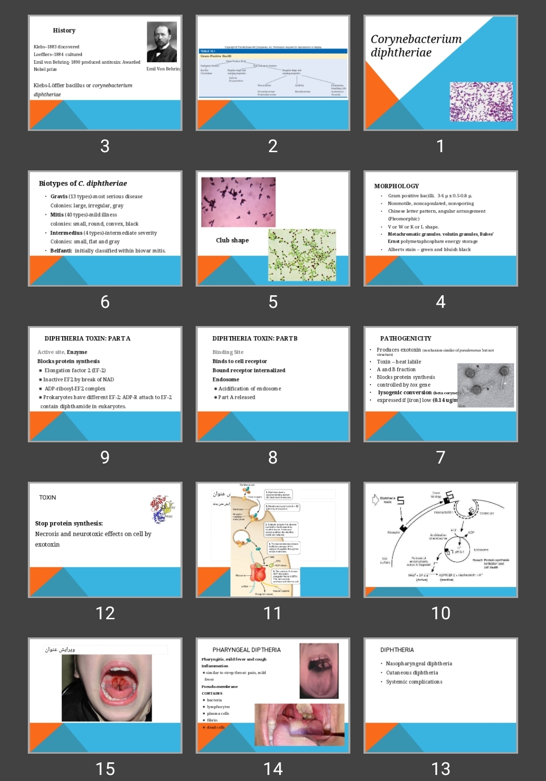 پاورپوینت Corynebacterium diphtheriae