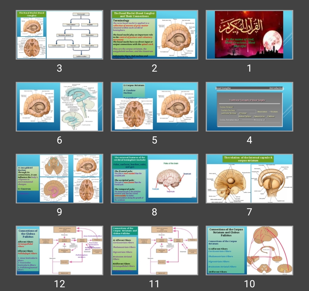 پاورپوینت The Basal Nuclei (Basal Ganglia) and Their Connections