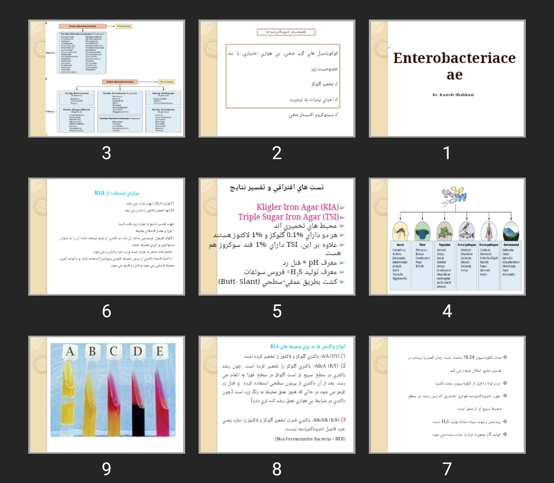 پاورپوینت Enterobacteriaceae