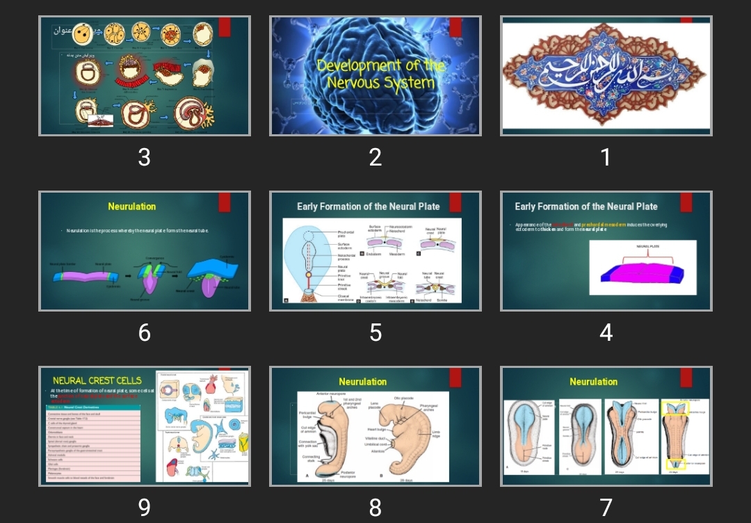 پاورپوینت Development of the Nervous System