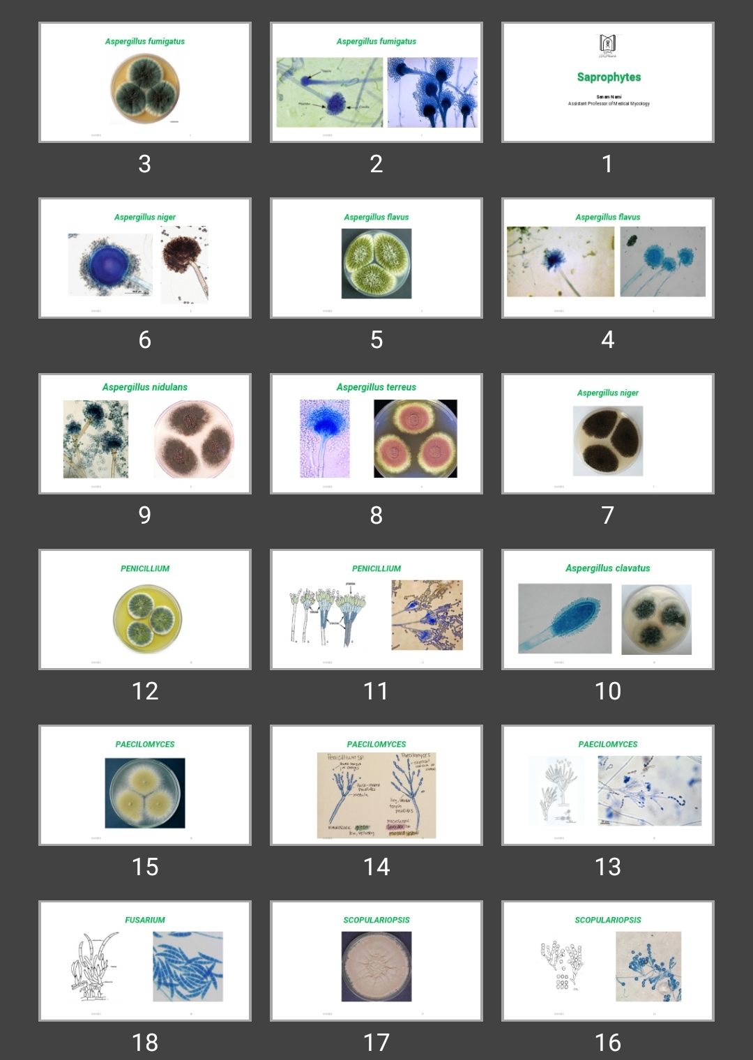 پاورپوینت Saprophytes
