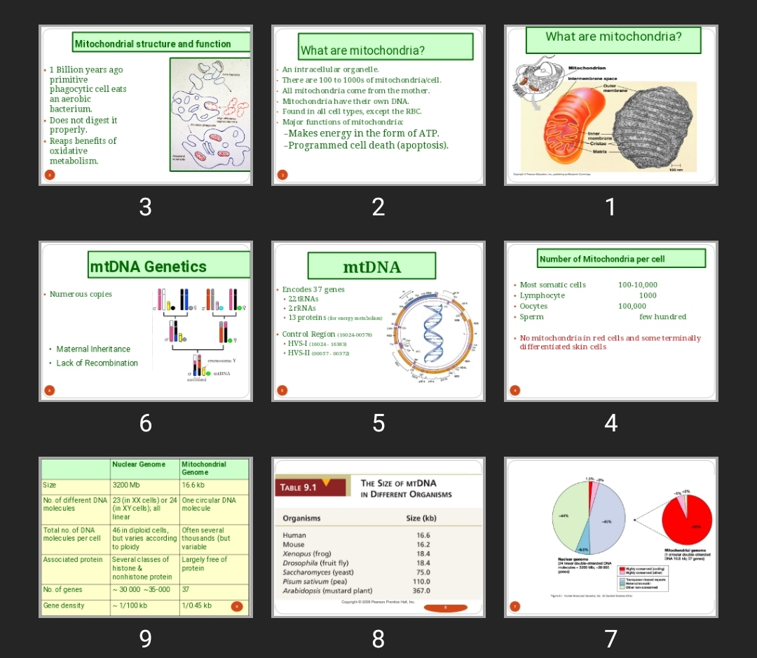 پاورپوینت Mitochondria