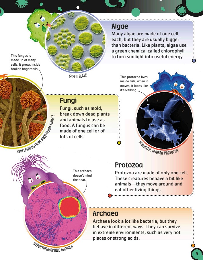 کتاب باکتری ها. جهان بزرگ میکروب های کوچک (زبان انگلیسی)