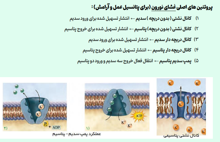 مجموعه خلاصه  زیست شناسی کنکور 1404 (پایه دهم و یازدهم و دوازدهم)