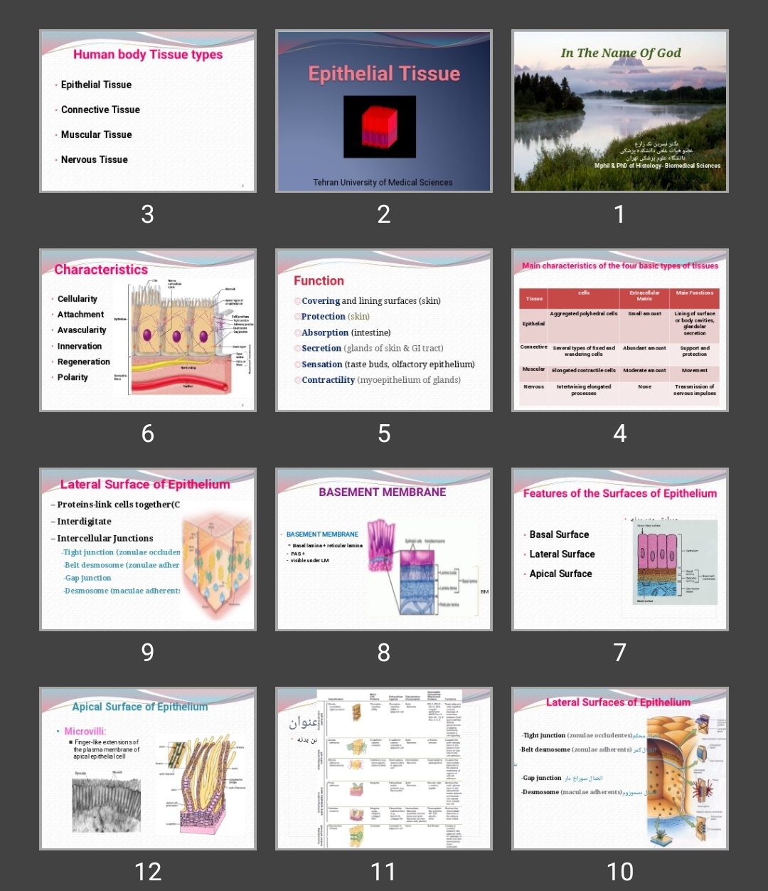 پاورپوینت Epithelial Tissue