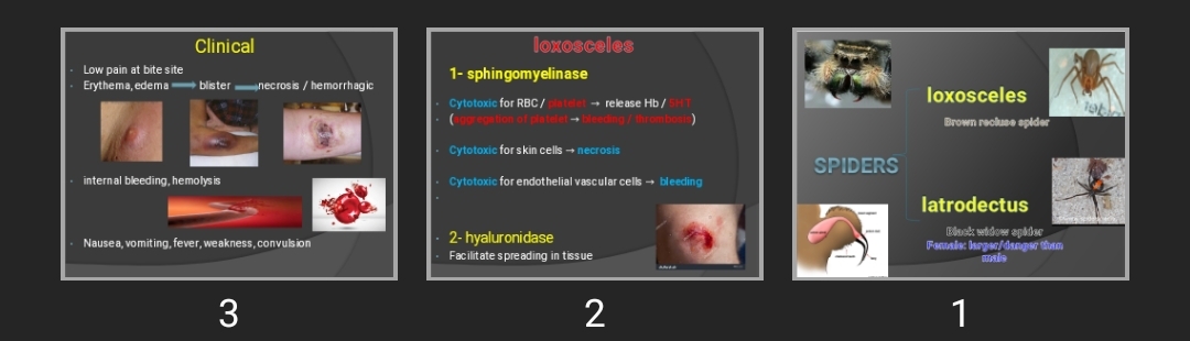 پاورپوینت Spider