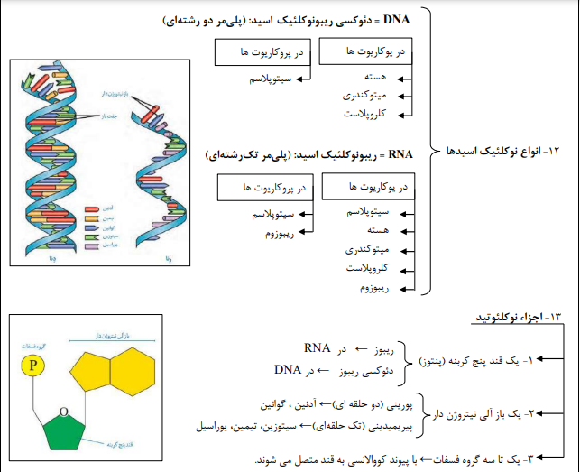 جزوه درس زیست شناسی پایه دوازدهم رشته تجربی