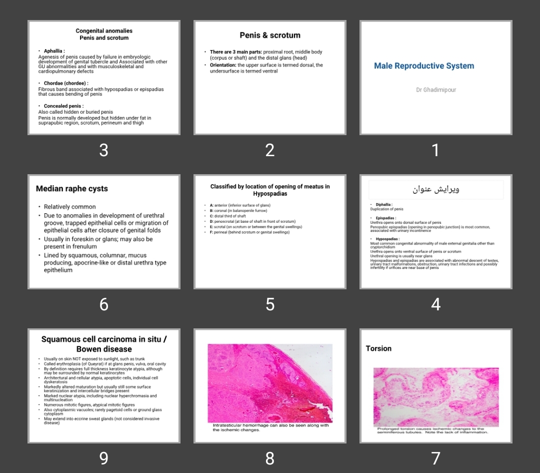 پاورپوینت Male Reproductive System