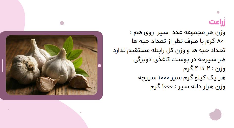 پاورپوینت آشنایی با گیاه سیر 34 اسلاید اتوماتیک با افکت