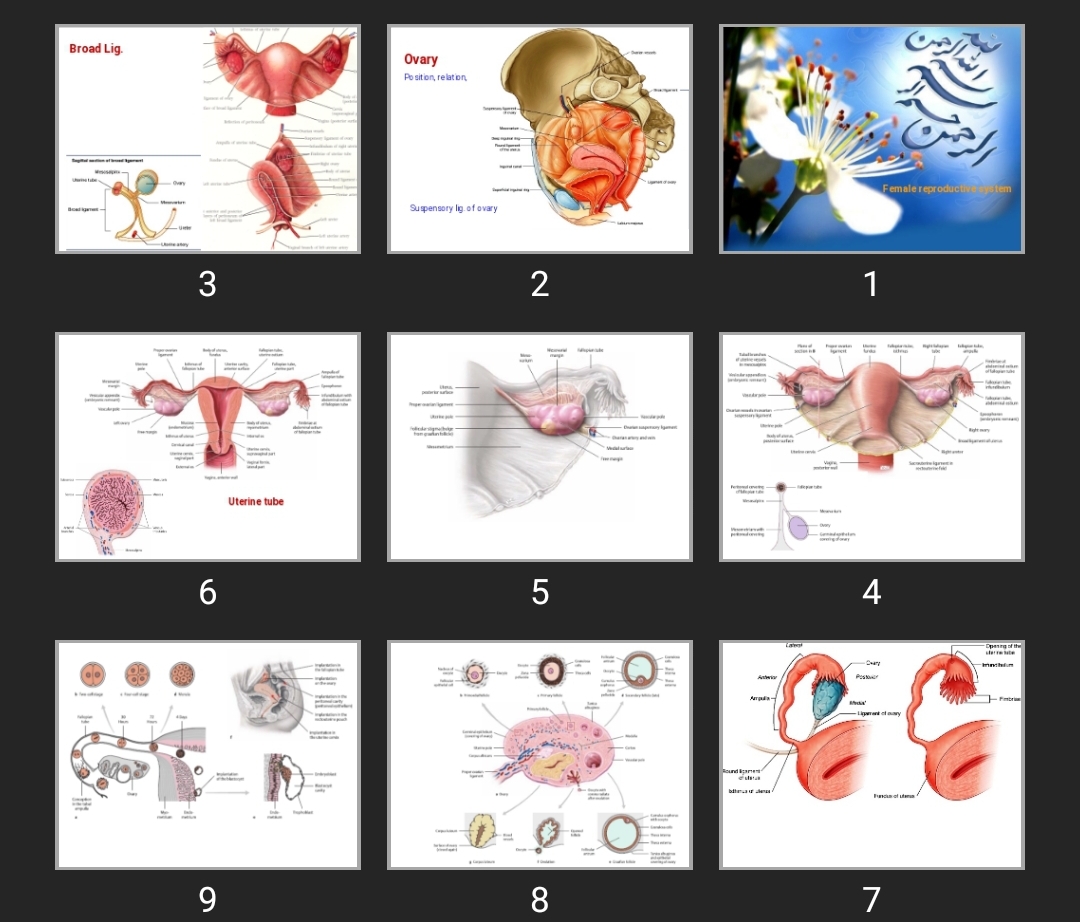 پاورپوینت Female reproductive system