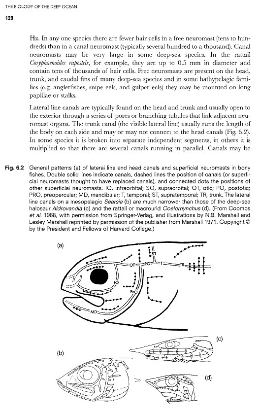 بیولوژی اعماق اقیانوس. زندگی موجودات کف دریا (زبان انگلیسی)