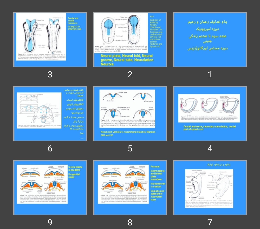 پاورپوینت دوره امبریونیک هفته سوم تا هشتم زندگی جنینی دوره حساس اورگانوژنزیس