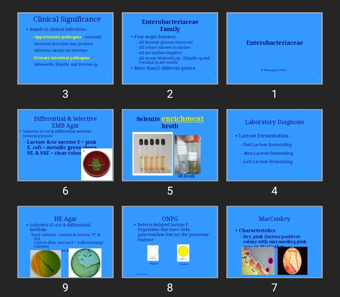 پاورپوینت Enterobacteriaceae