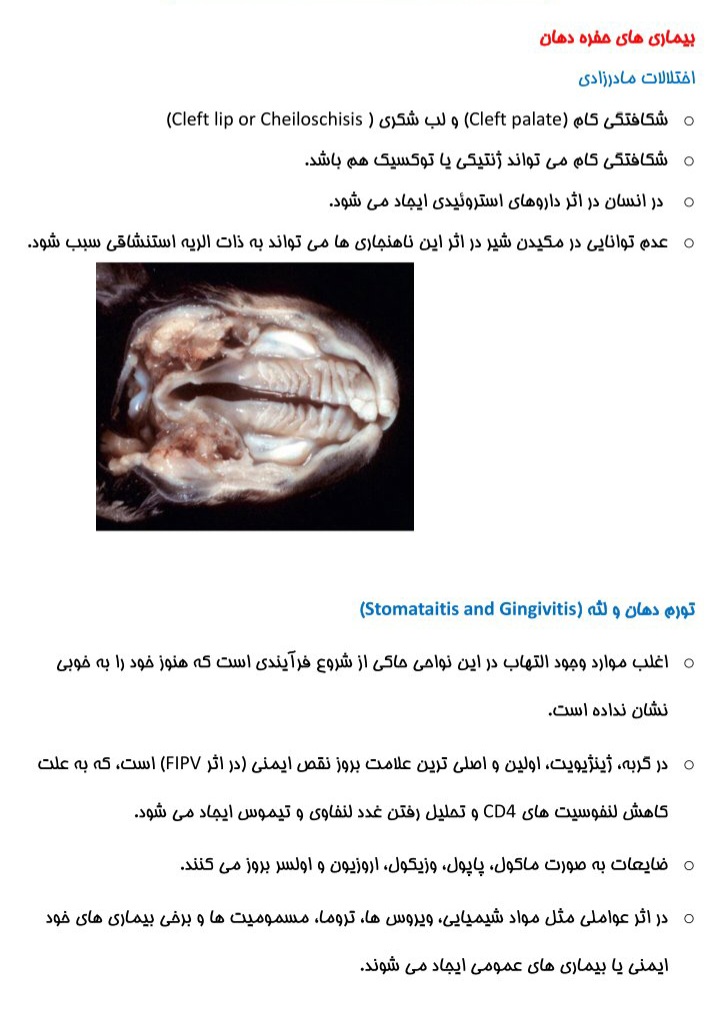 جزوه دستگاه گوارش و صفاق، امنتوم - ۱۳۱ صفحه