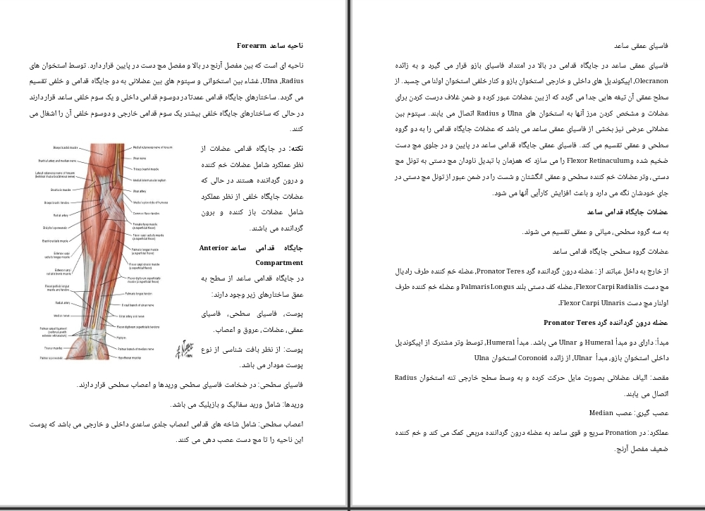 جزوه ناحیه قدامی ساعد